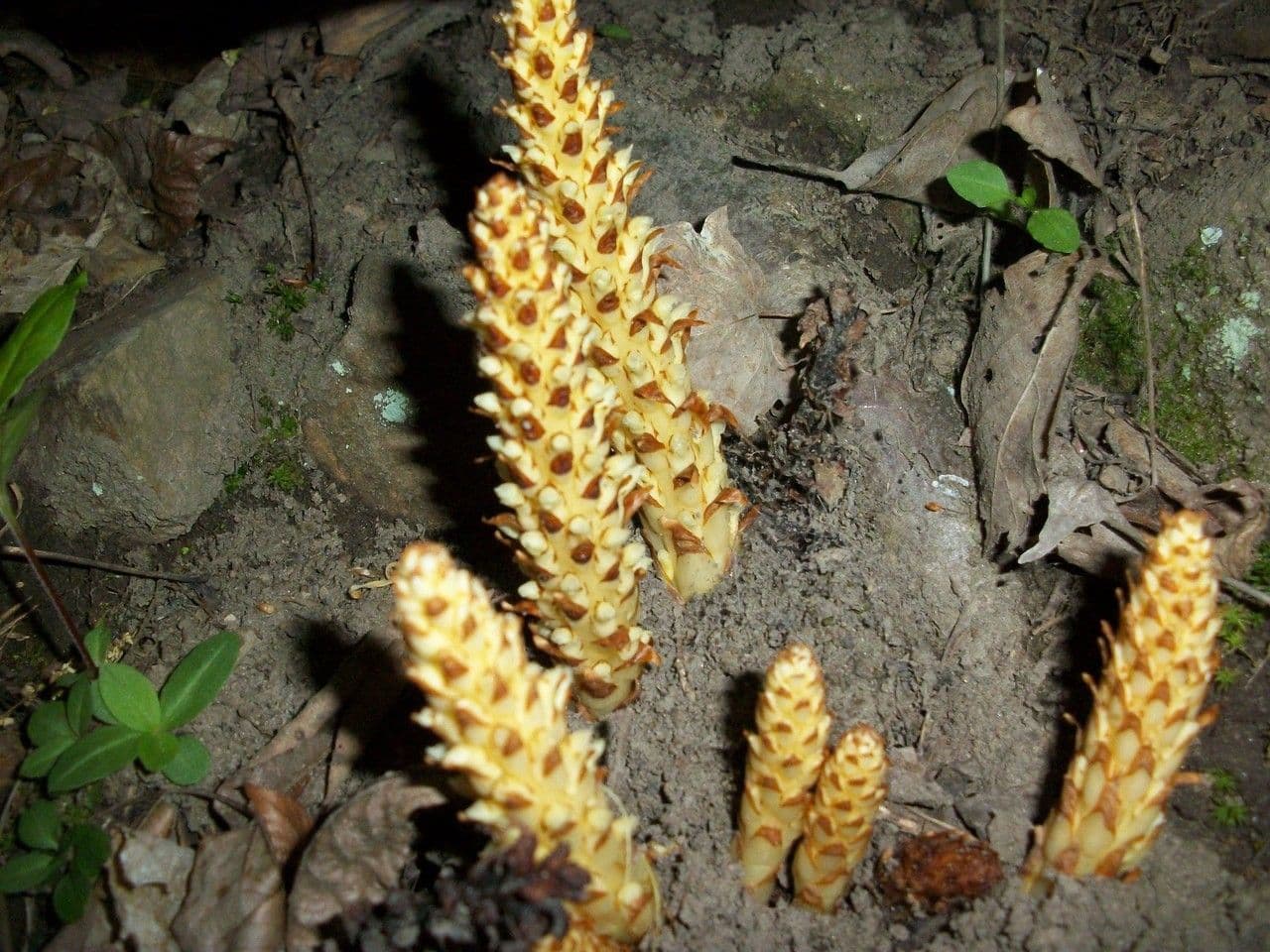 Conopholis 11