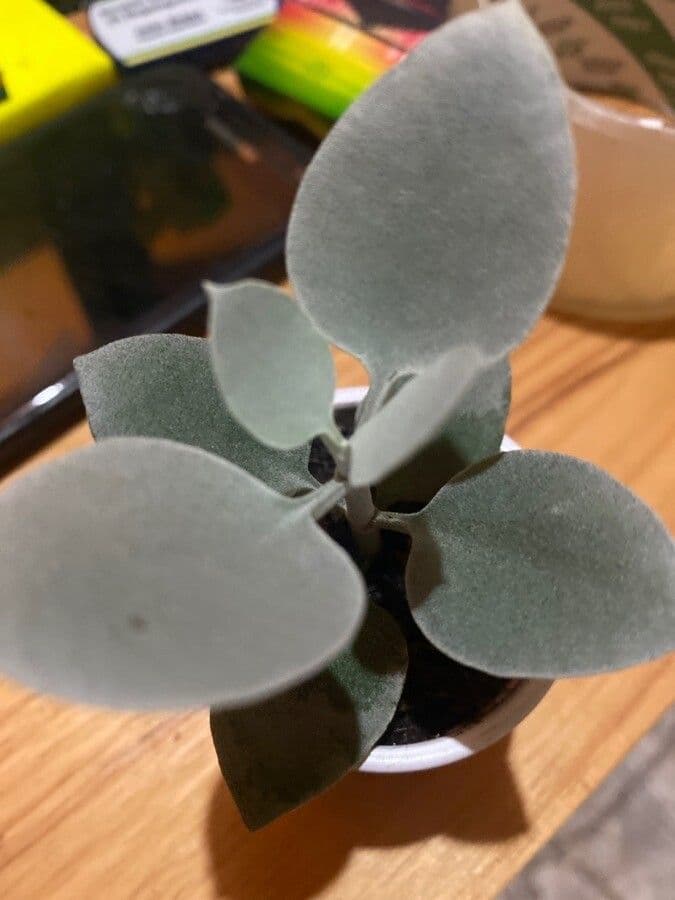 Kalanchoe 7