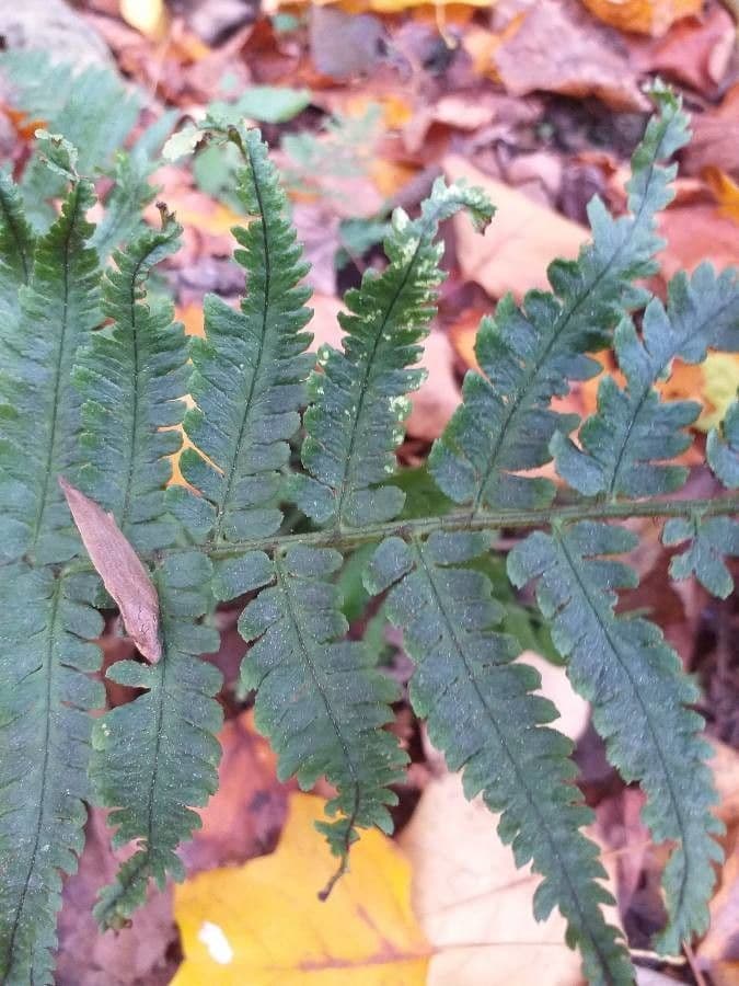 Dryopteris