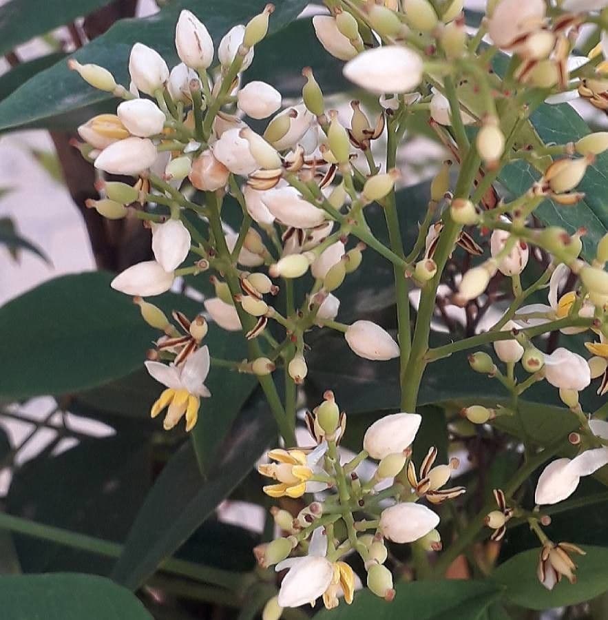 Nandina 10