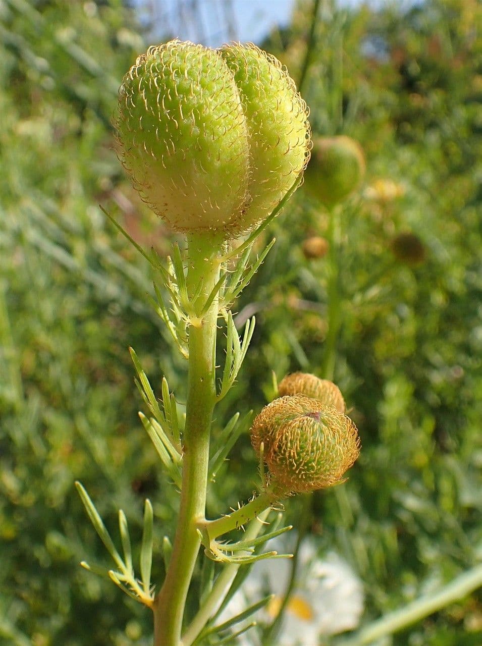 Romneya Coultera 3