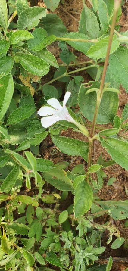 Barleria argentea 13
