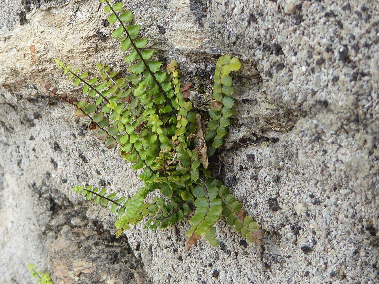 Erba rugginina 11