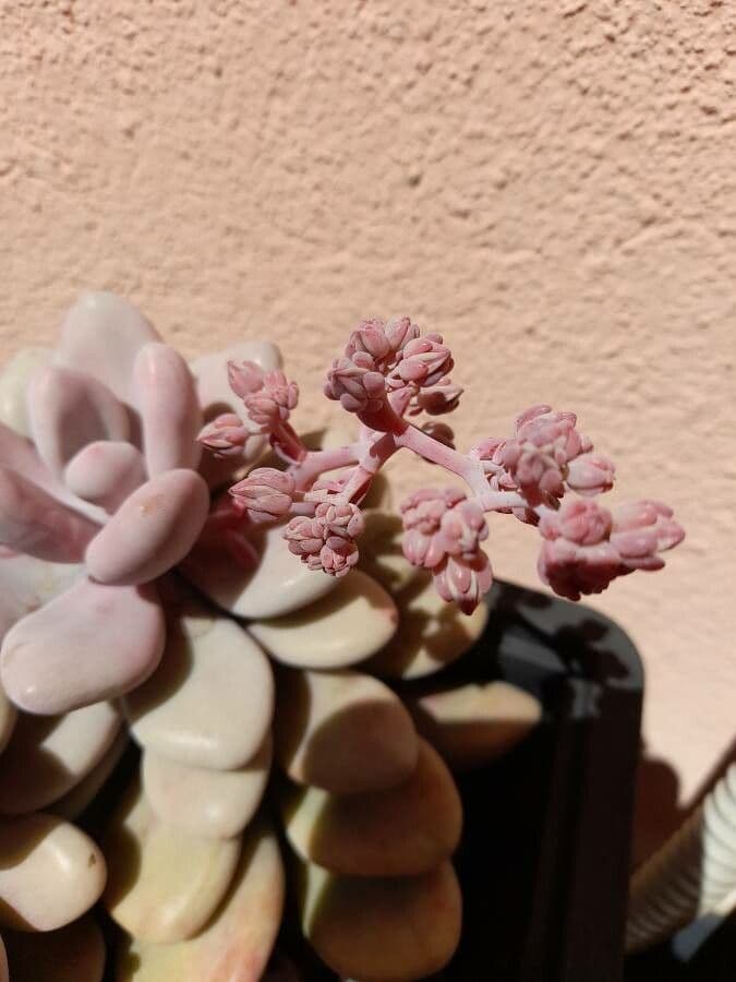 Graptopetalum 3