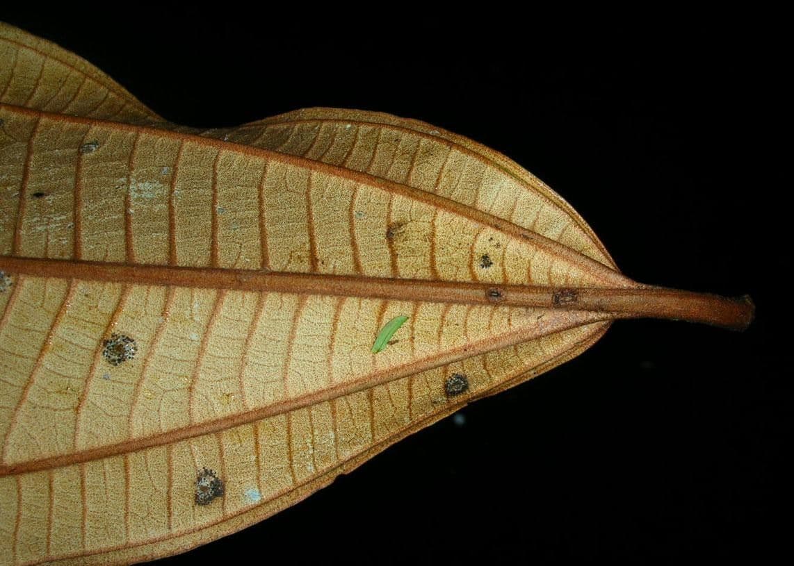 Miconia punteggiata 10