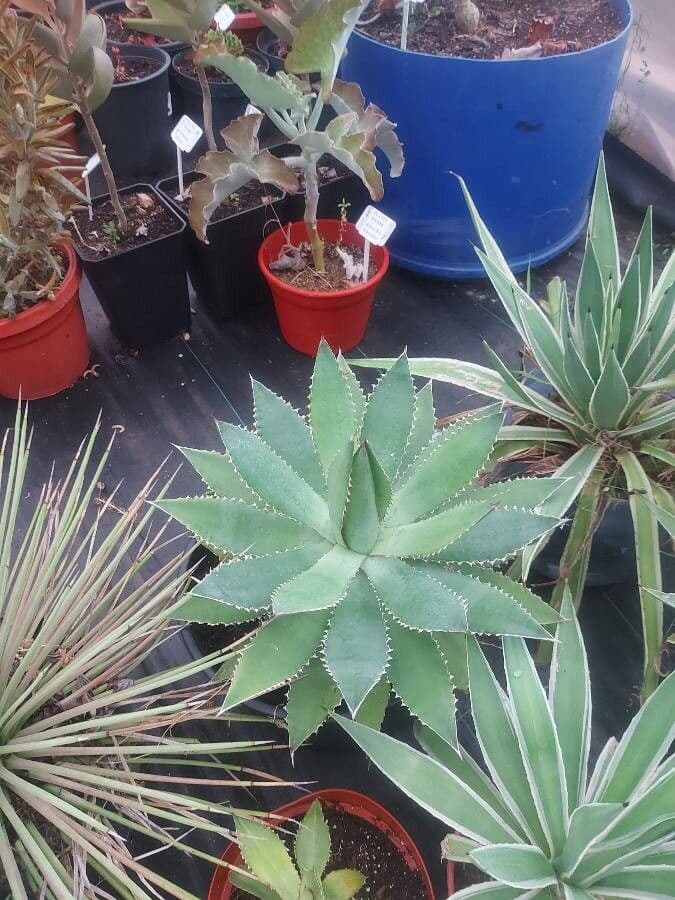 Agave 2