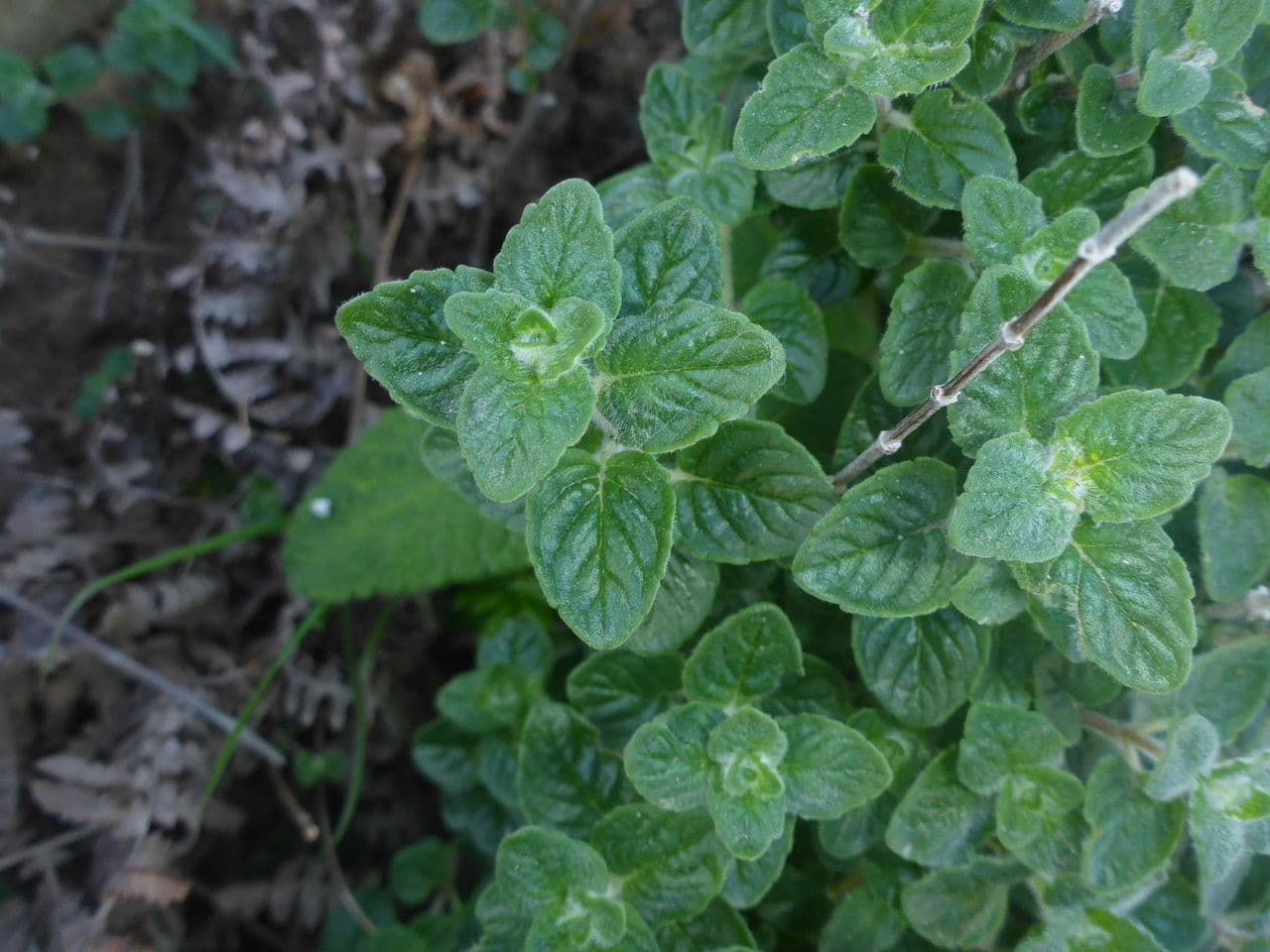 Monardella villosa 14