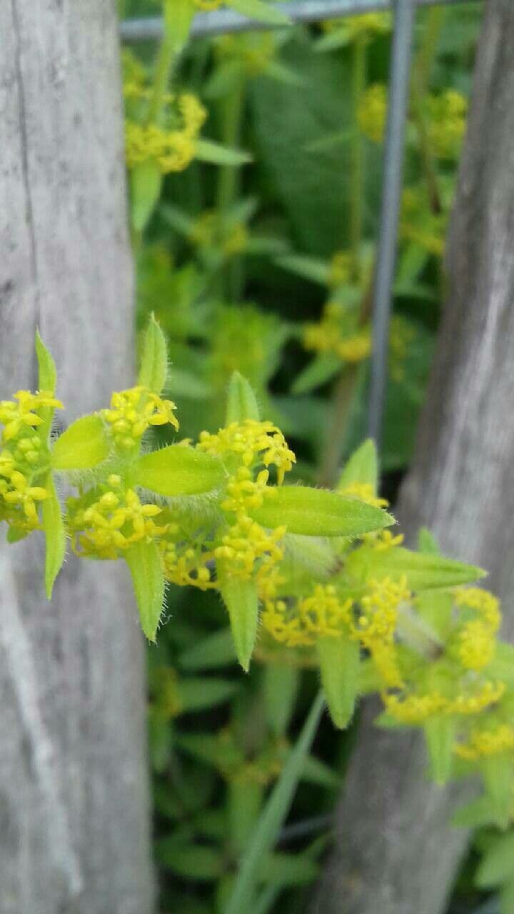 Cruciata 9
