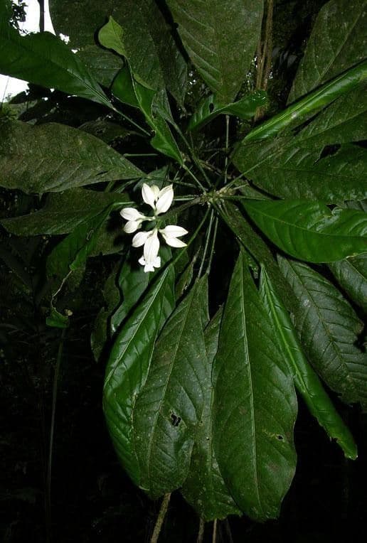 Toxosiphon 9