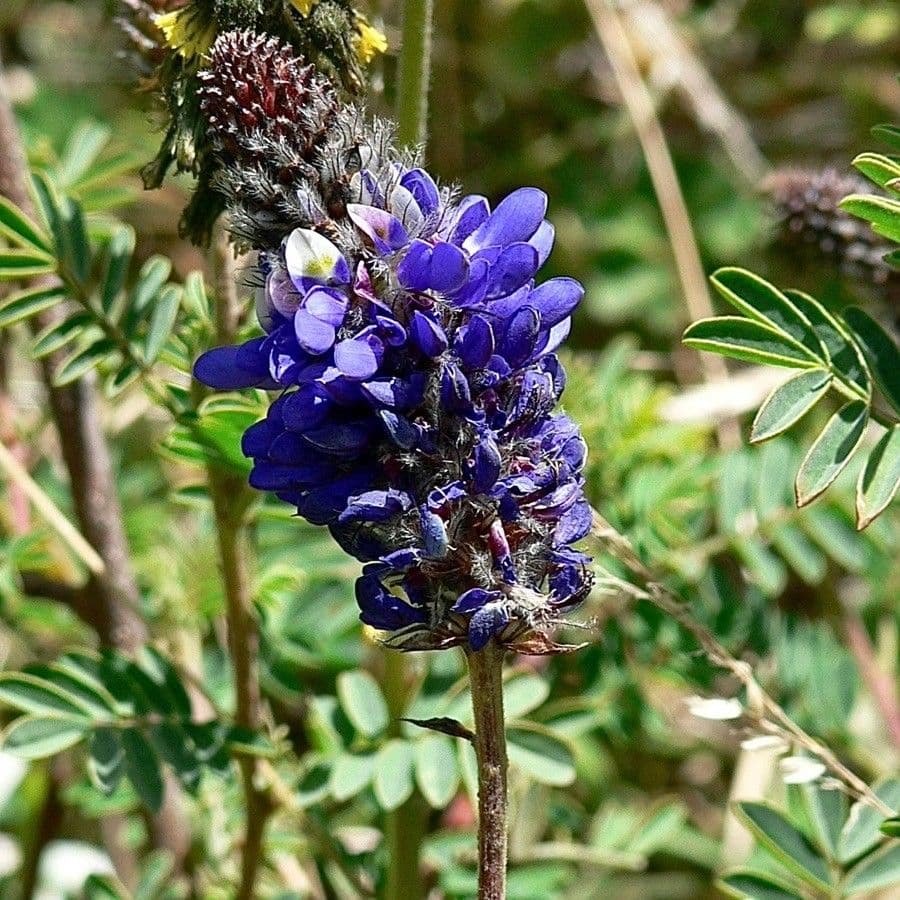 NeuMexikanische Lupine 2