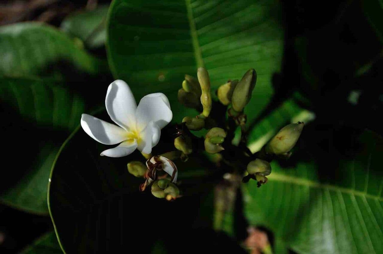 Himatanthus 4