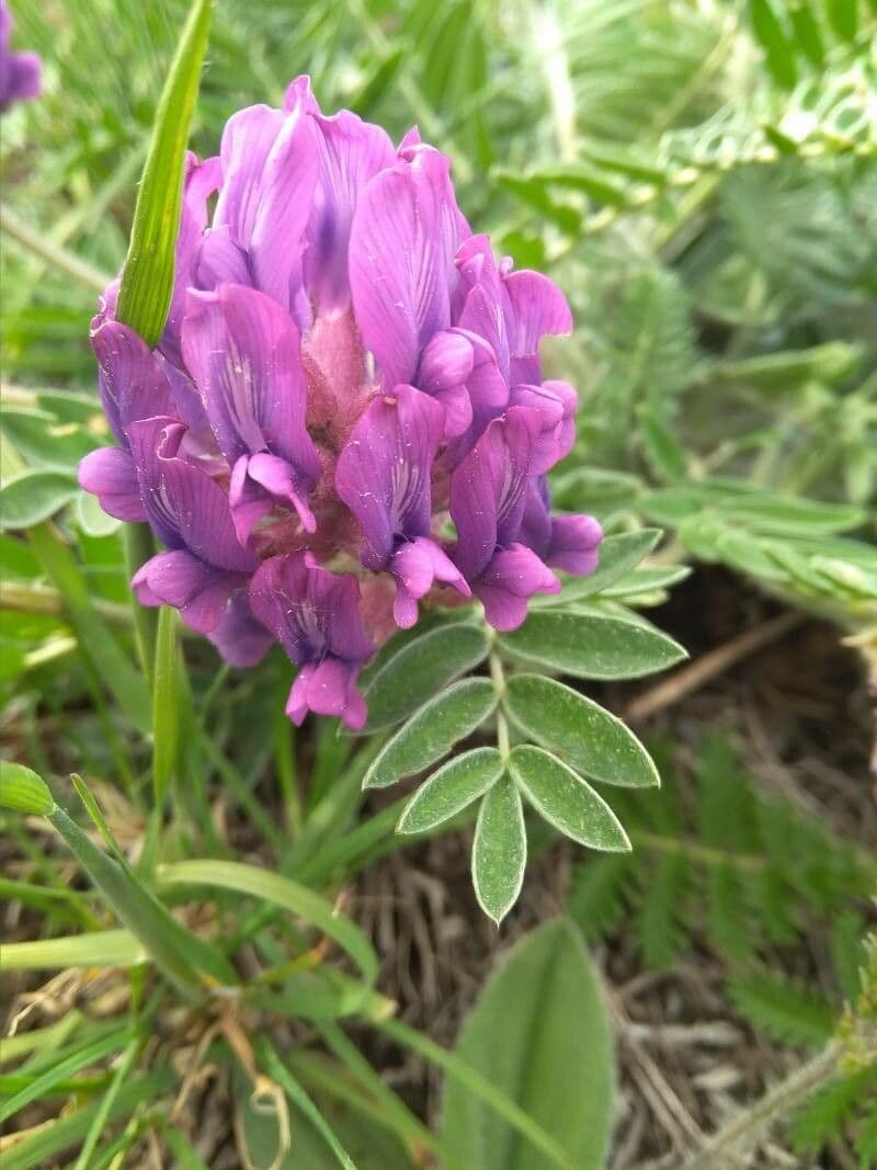 Oxytropis 4