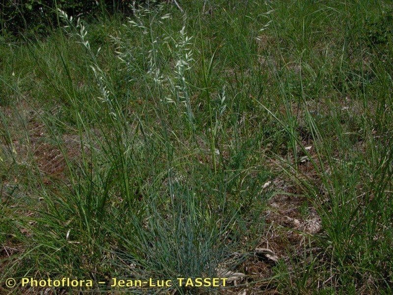 Festuca 3