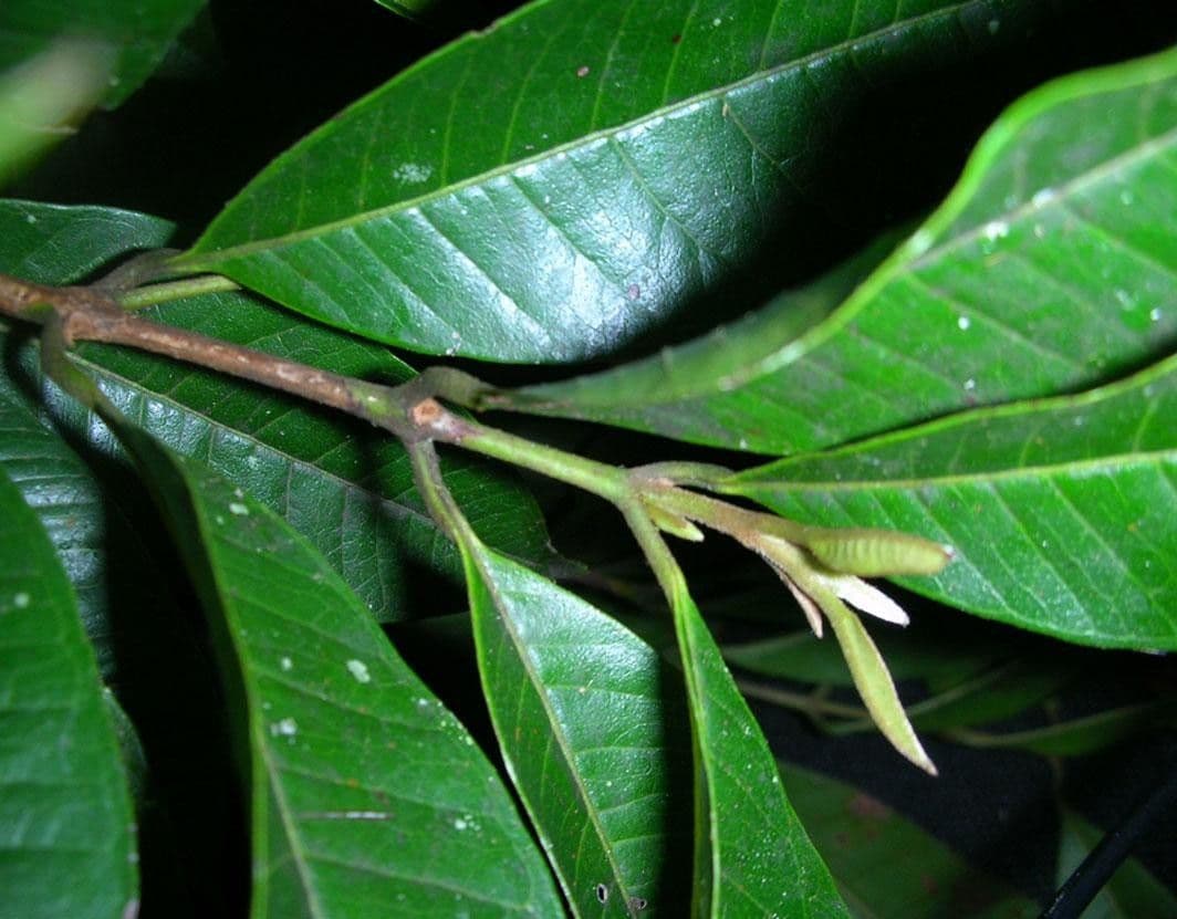 Myrcia 8