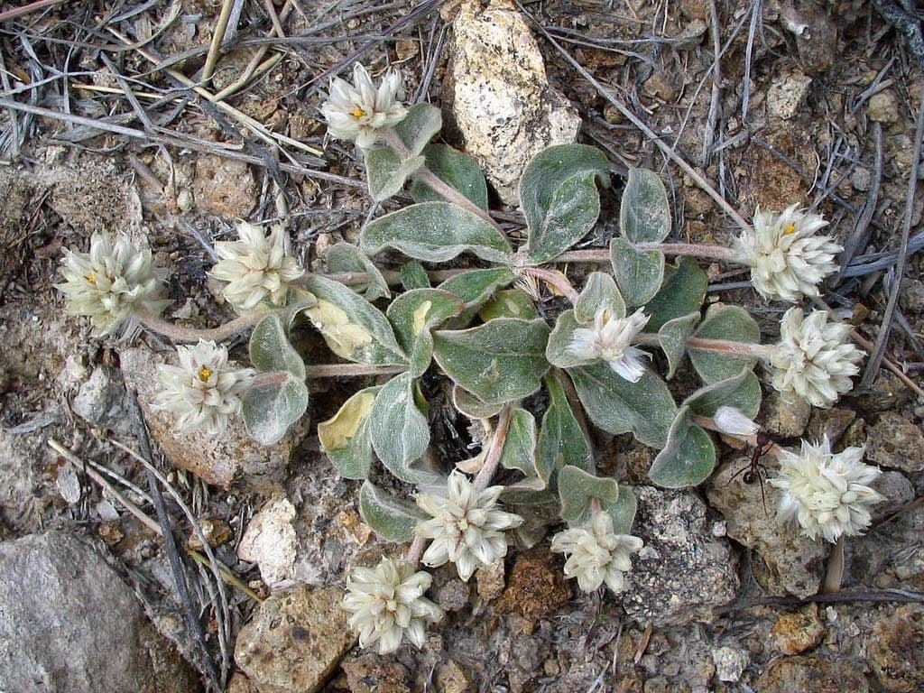 Gomphrena 9