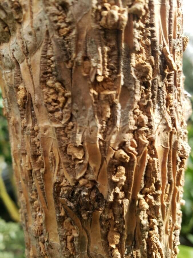 Tetrapanax papyrový 24