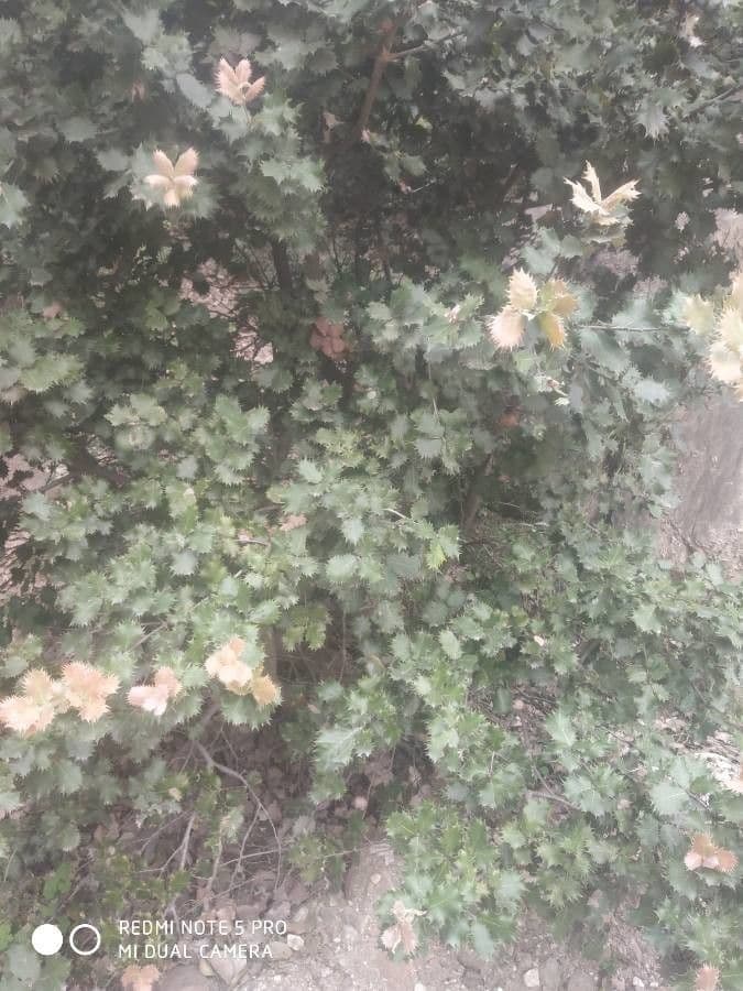 Quercia spinosa 3