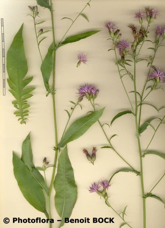 Serratula comune 27