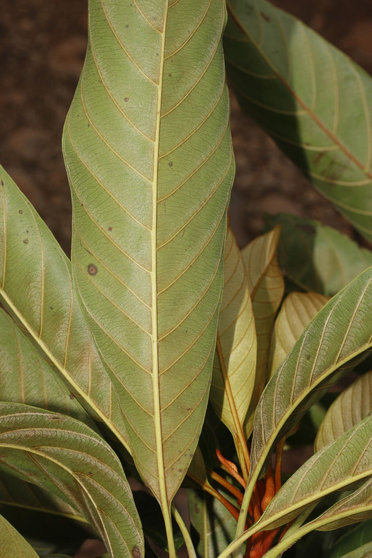 Chrysophyllum 11