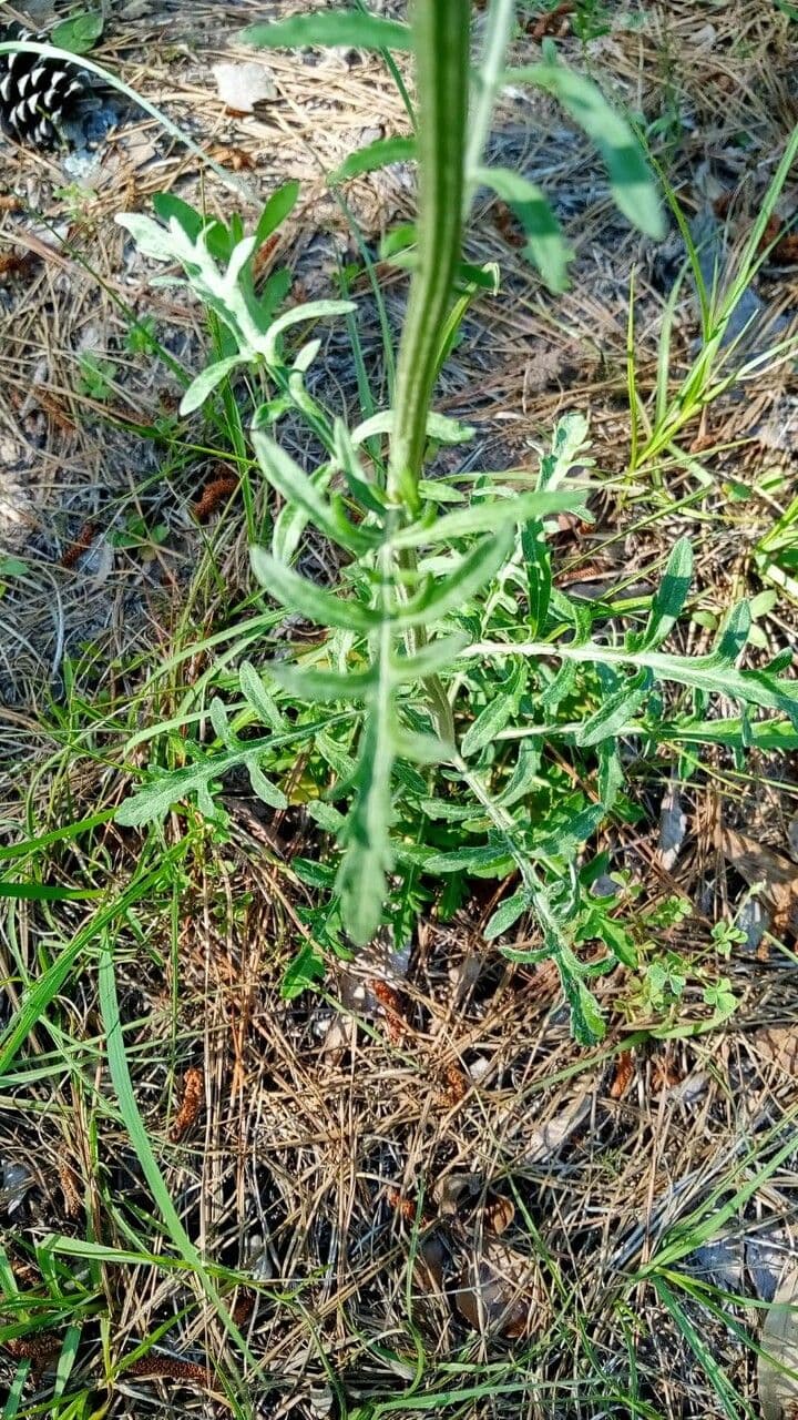 Hymenopappus artemisiifolius 13
