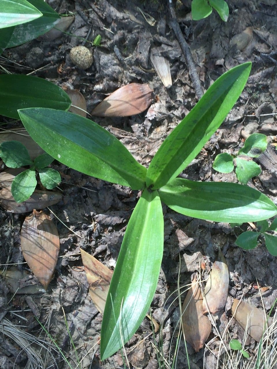 Gavilea 6