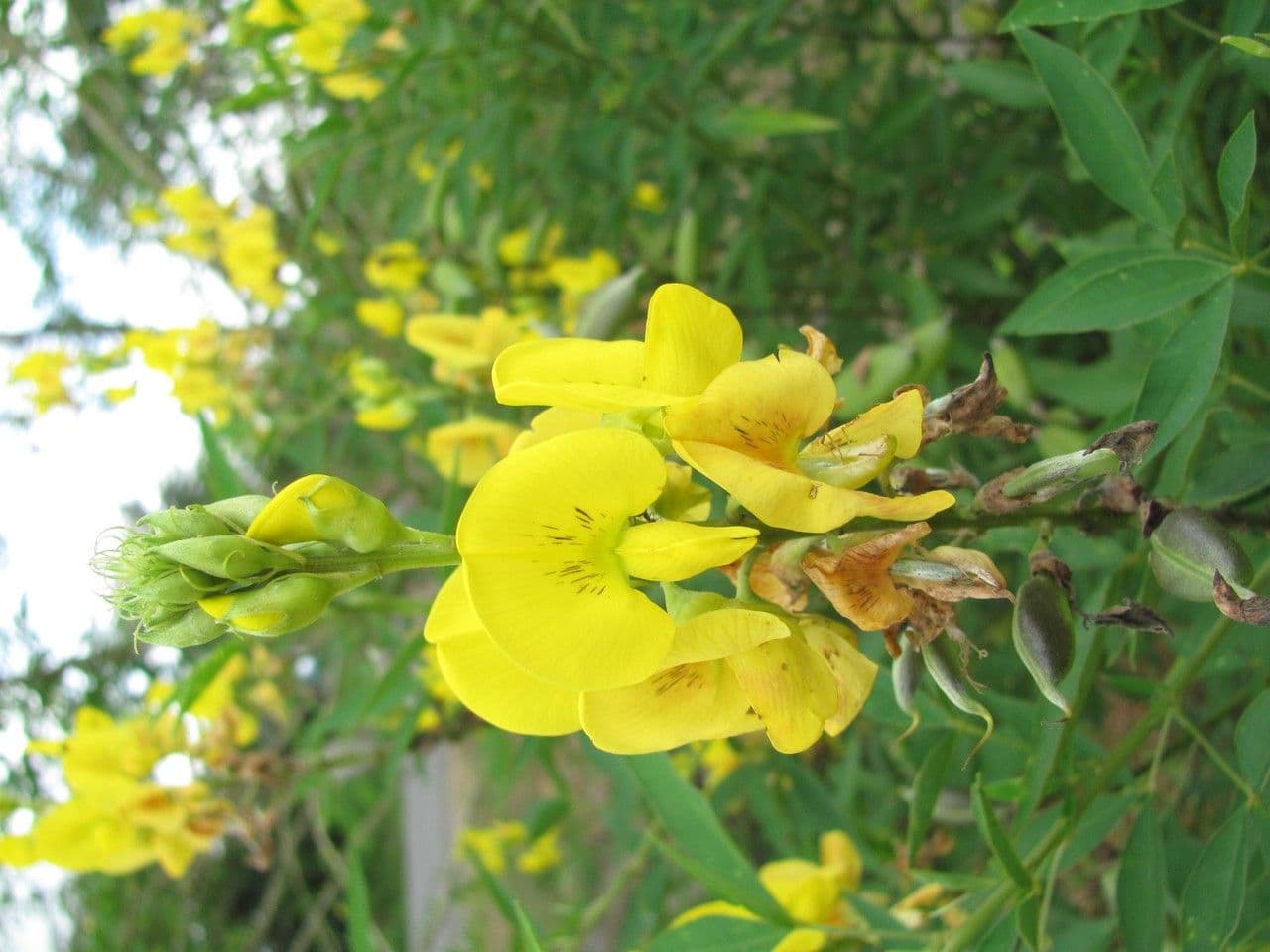Crotalaria 10