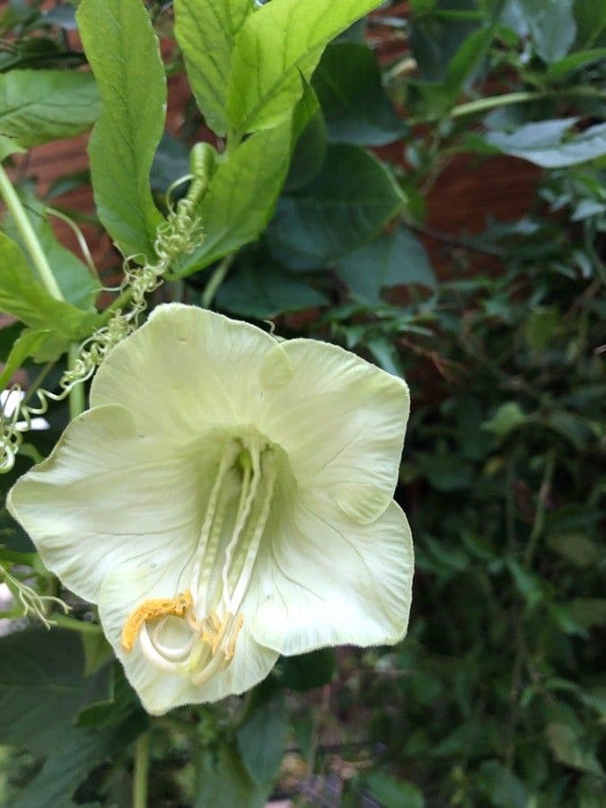 Cobaea 6