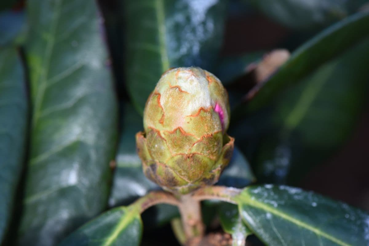 Rododendro 19