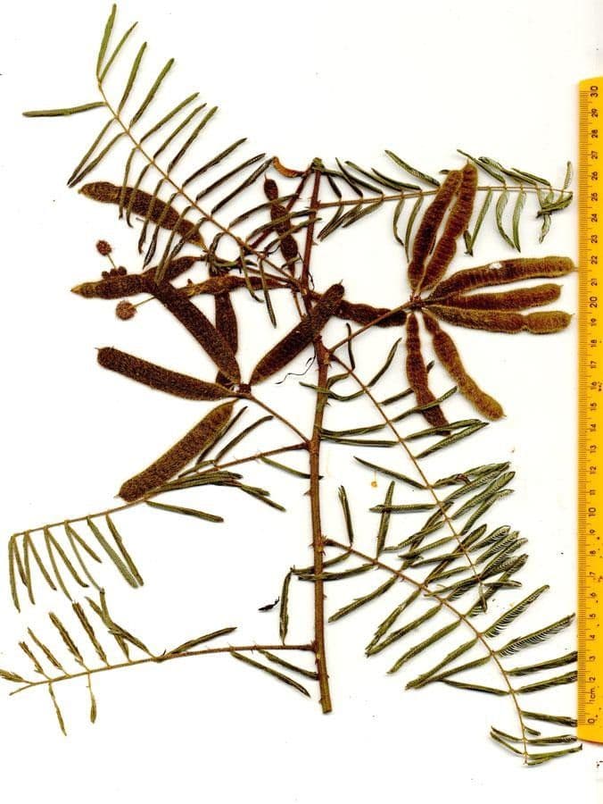 Mimosa 22