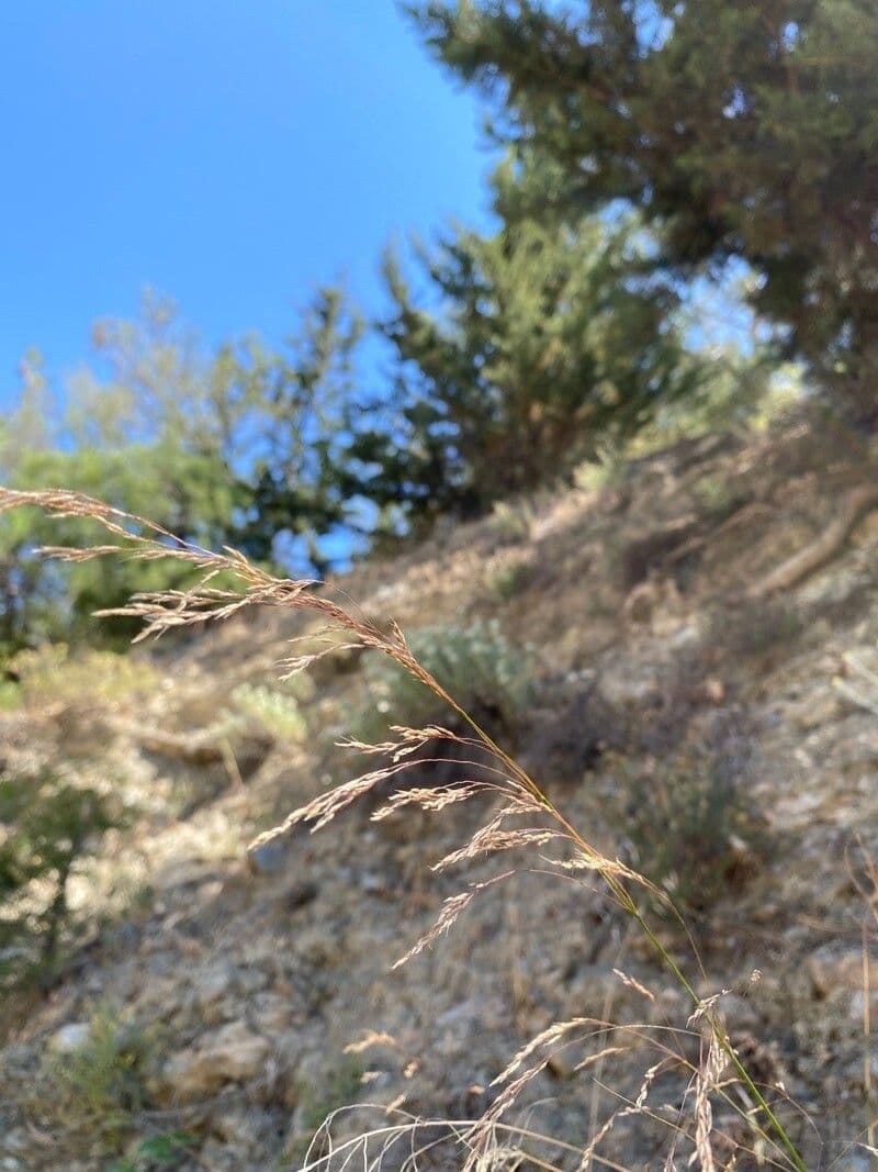 Sorghastrum nutans 19