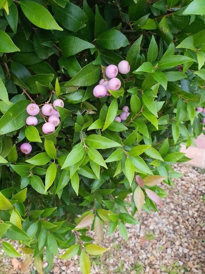 Syzygium 11