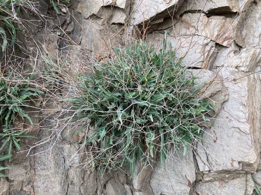 Lattuga lanosa 9