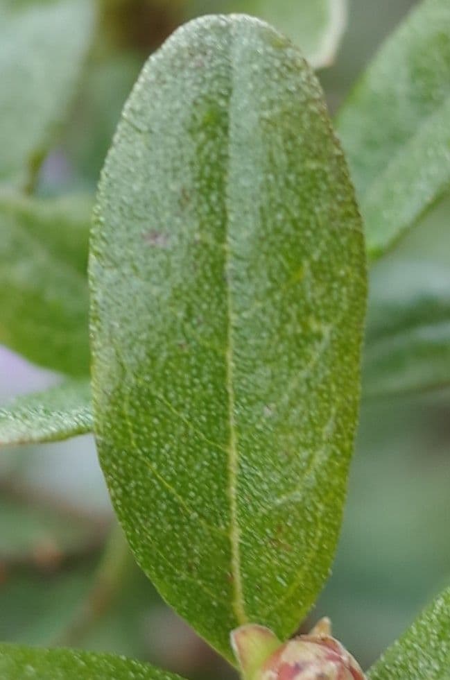 Rododendro 13