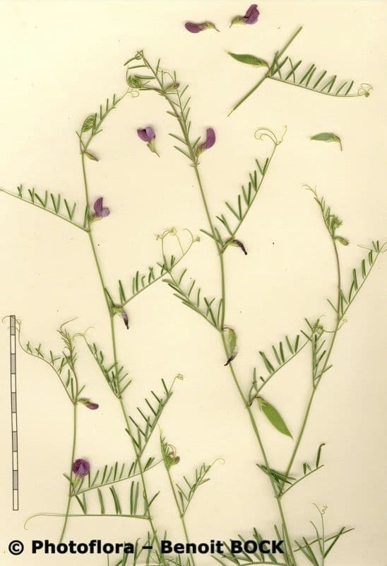 Vesce pèlerine 24