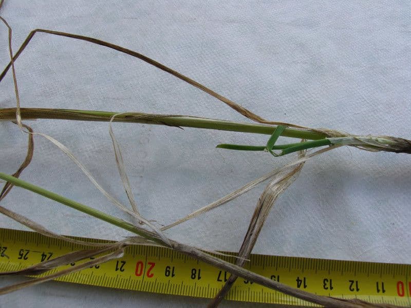 Allium suaveolens 20