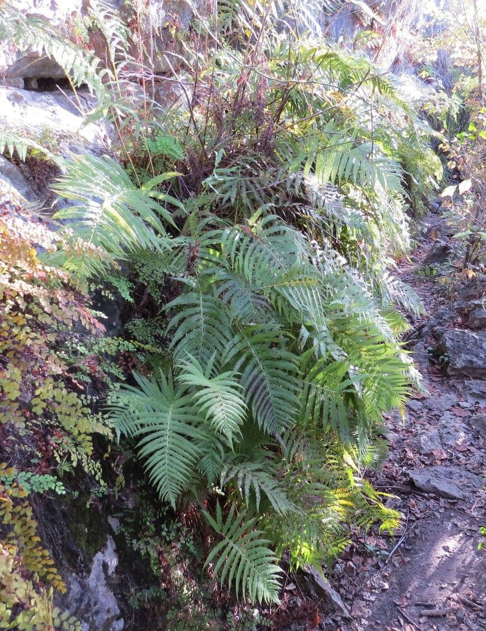 Thelypteris ovata 3