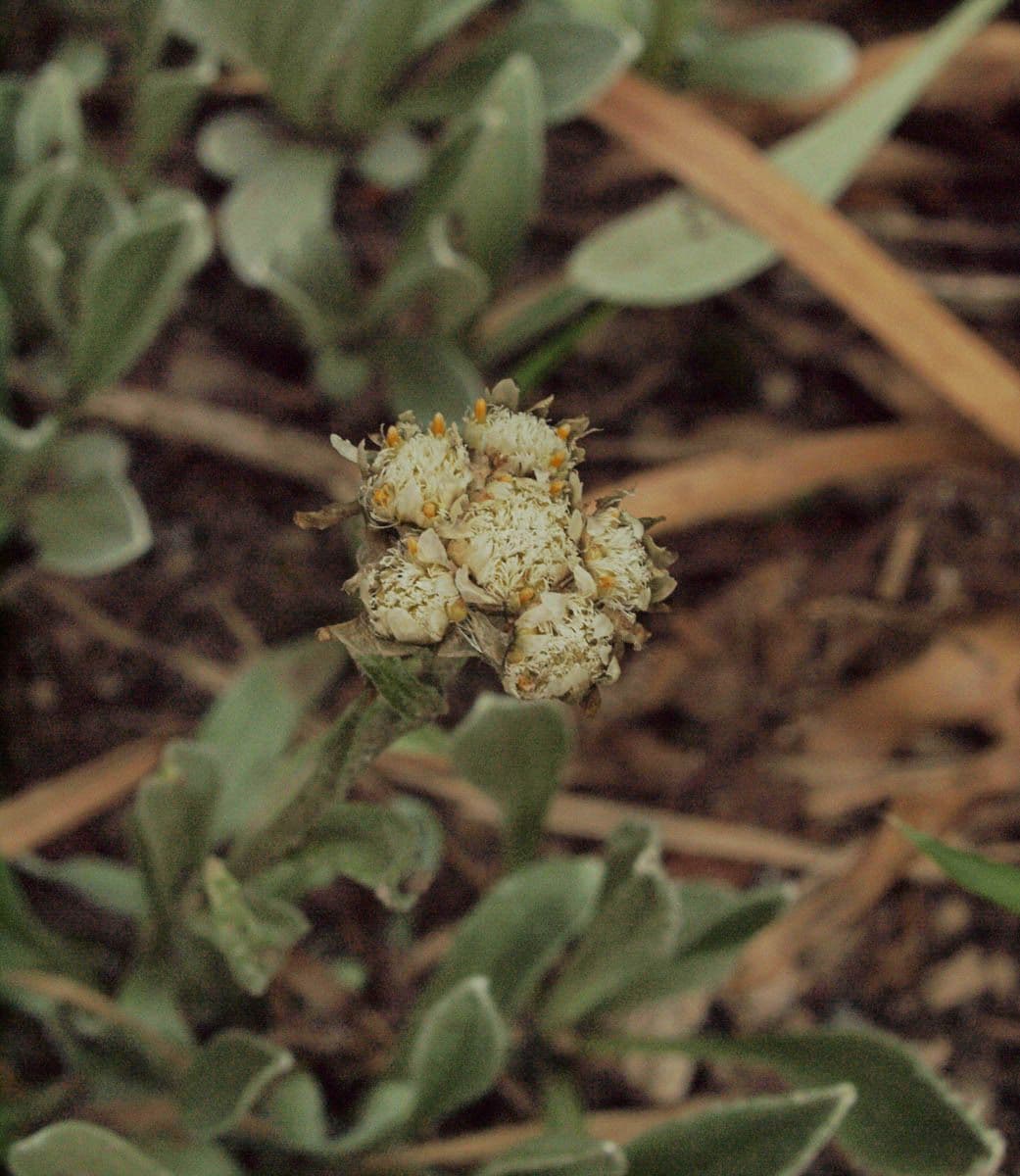 Antennaria ombrosa