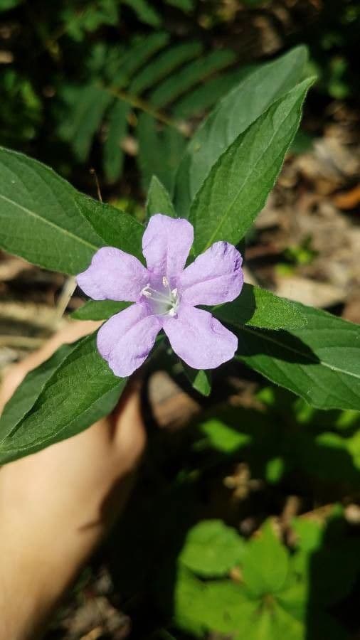 Ruellia 6
