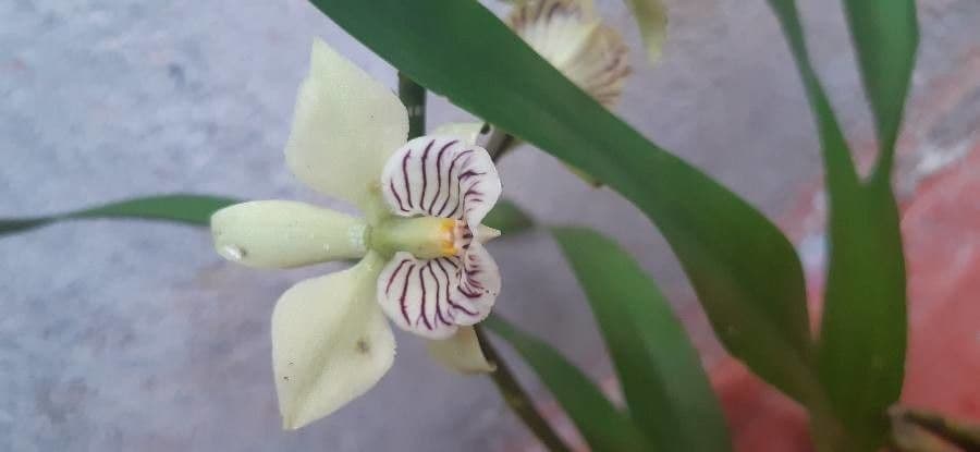 Prosthechea 3