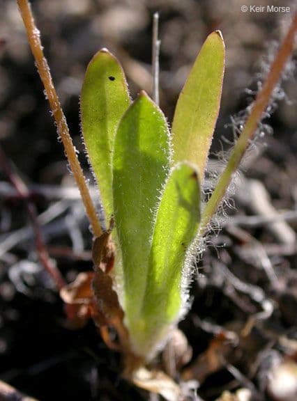 Agoseris annuale 17