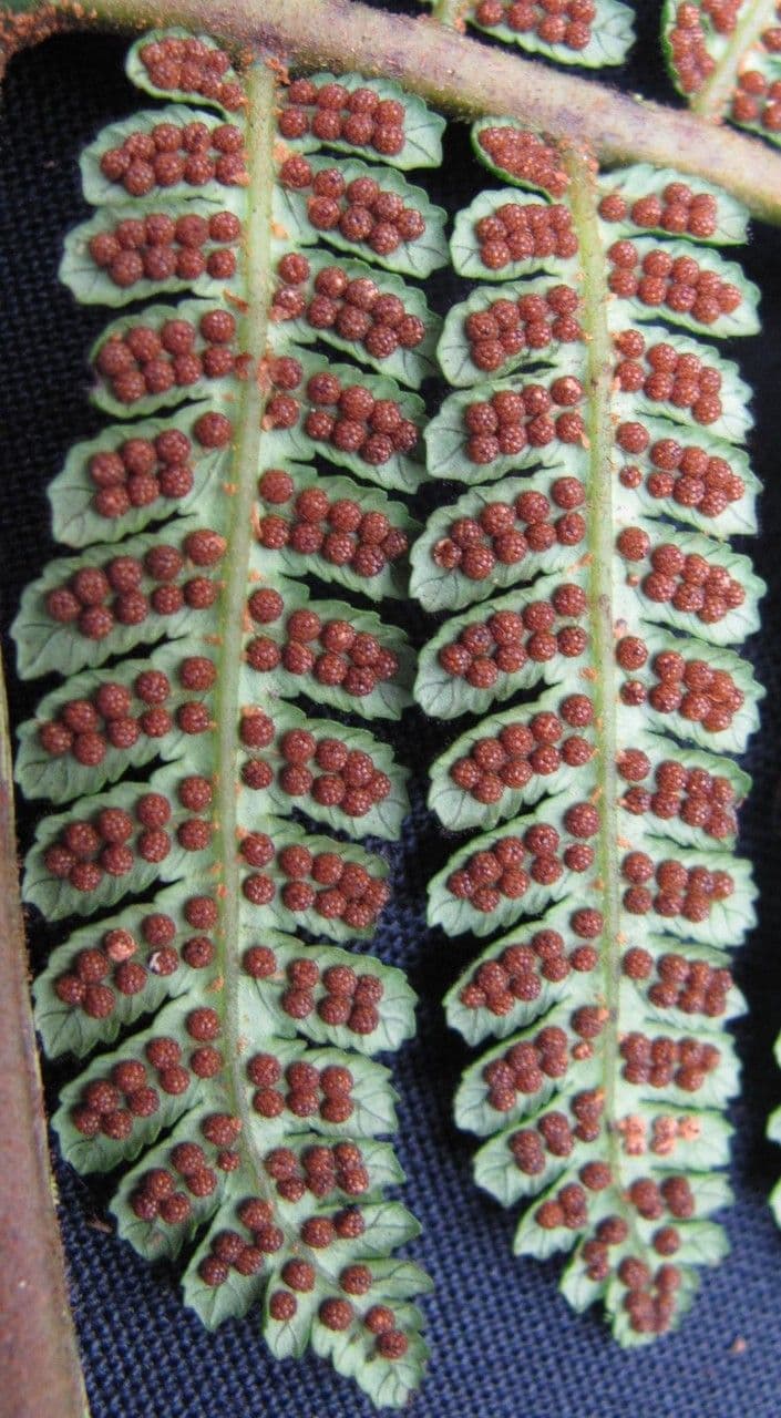 Cyathea multiflora 16