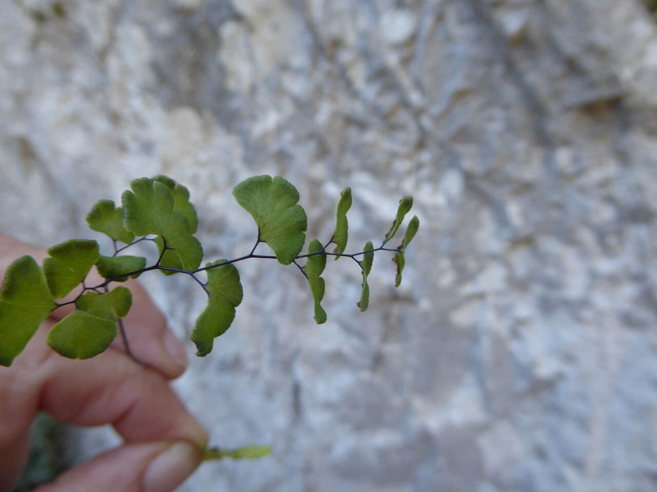 Capelvenere 13