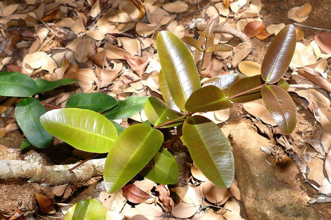 Syzygium 7