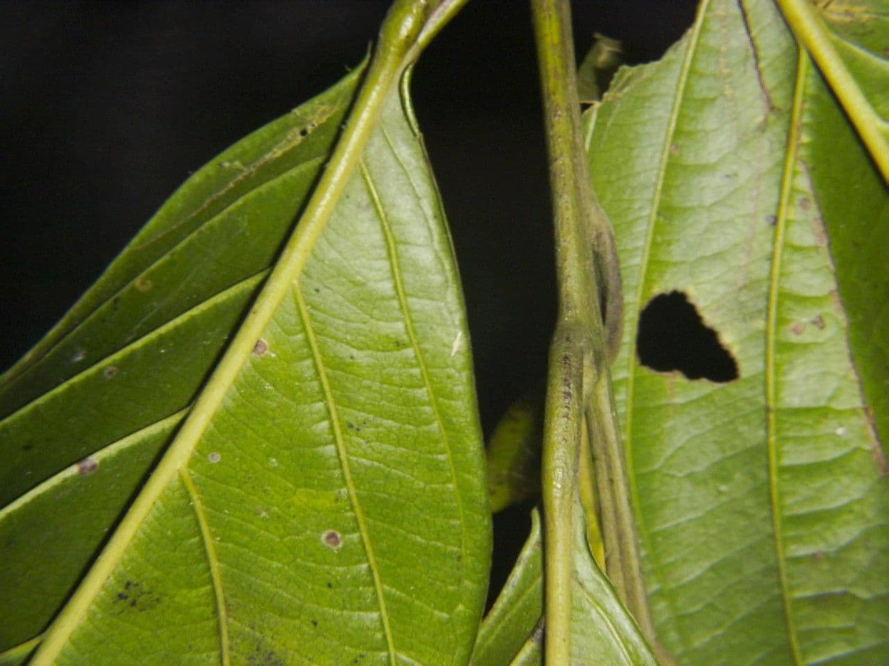 Nectandra 16