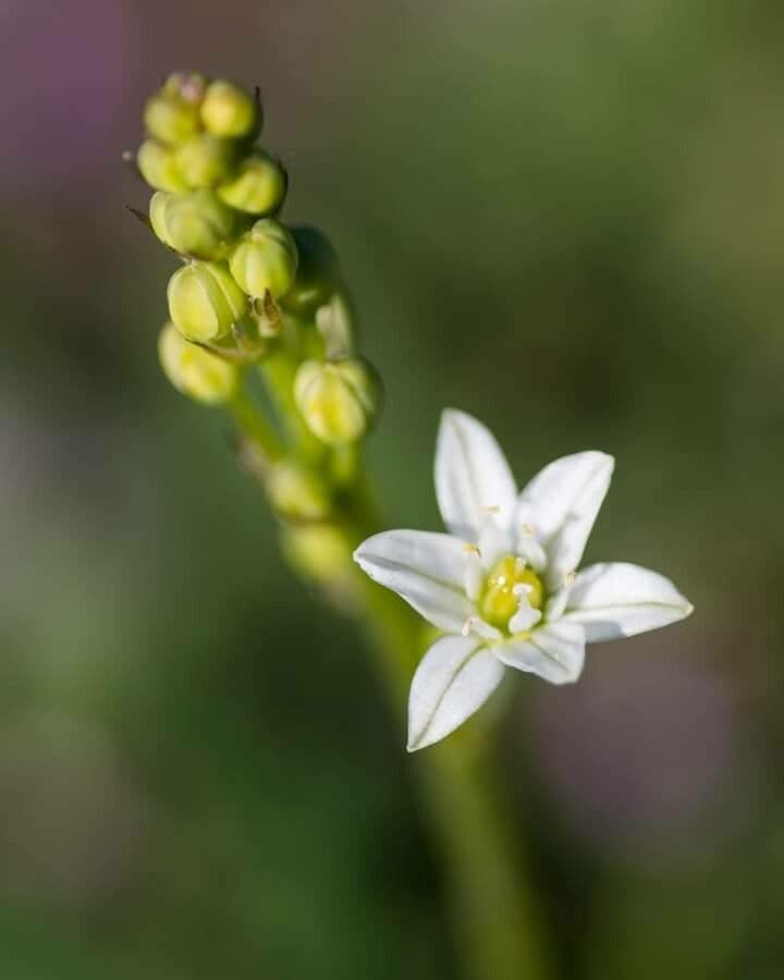 Oziroe 2