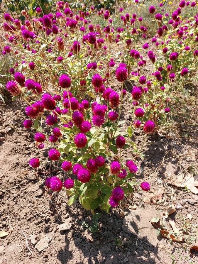 Gomphrena globuleuse 13