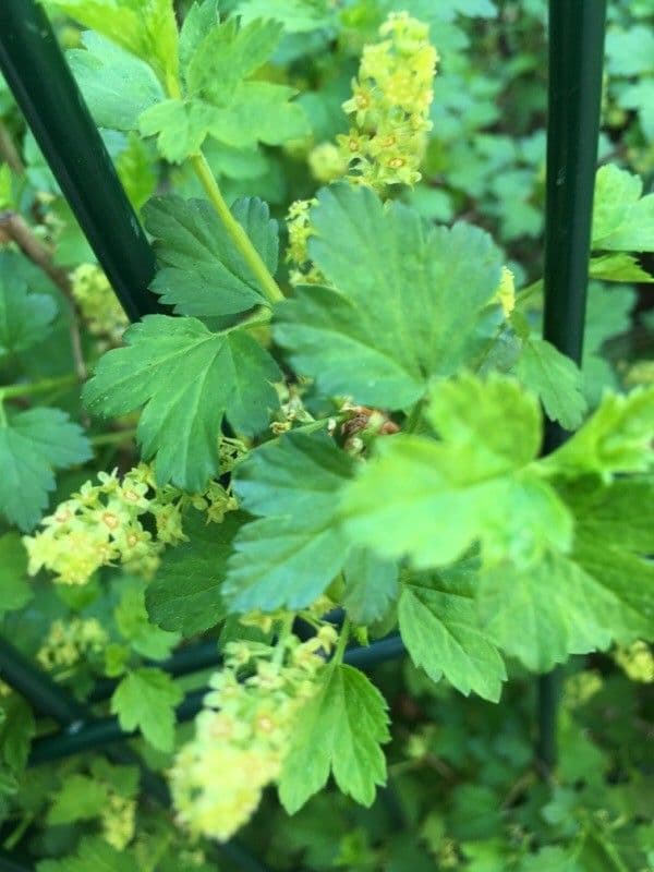 Ribes alpino 8