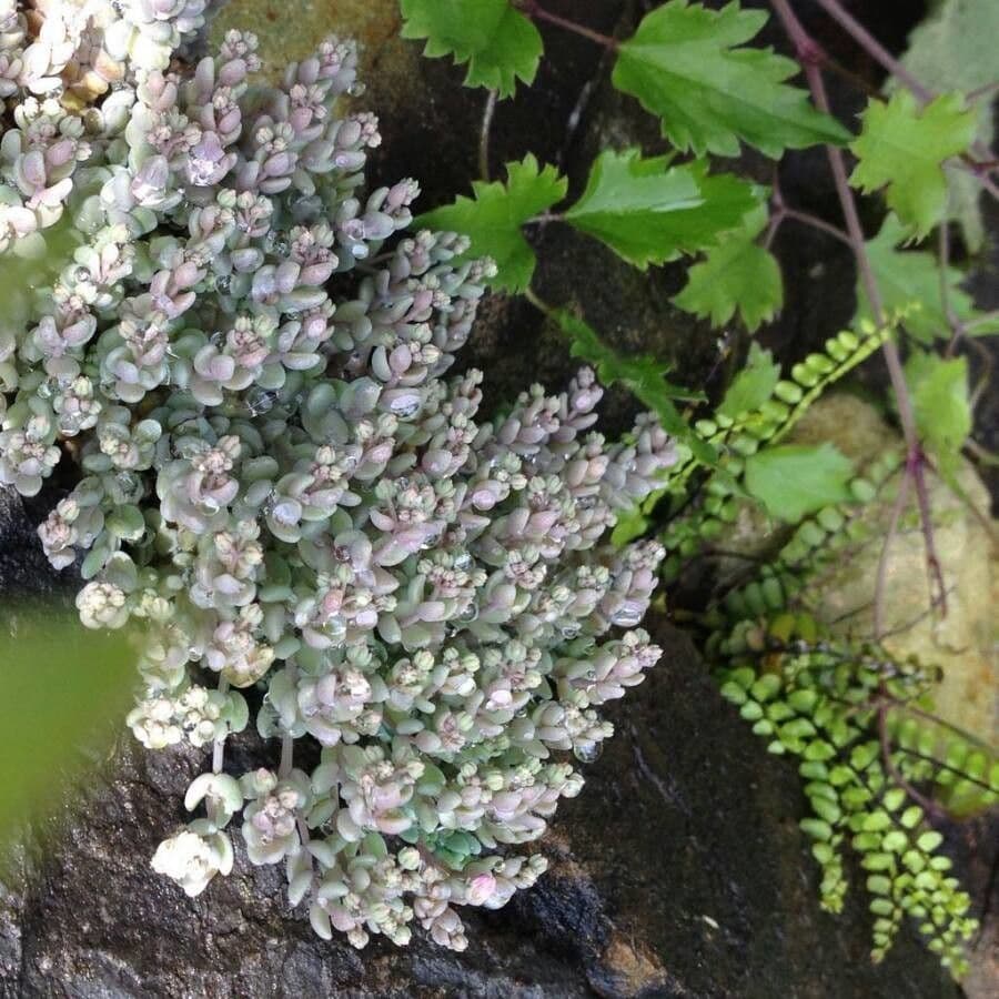 Borracina cinerea 14
