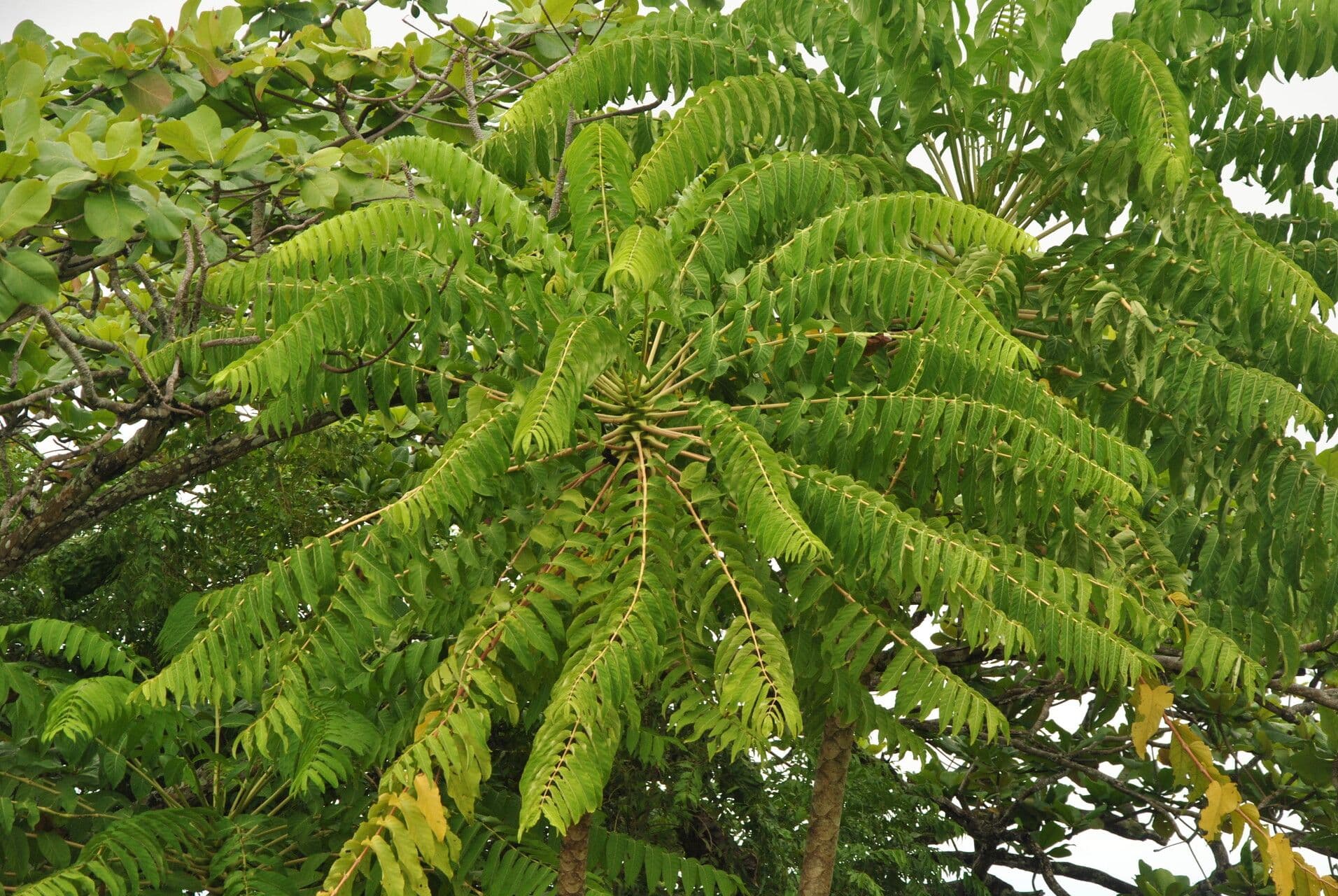 Polyscias 4