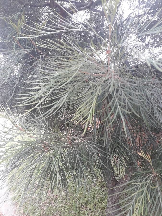 Grevillea 12